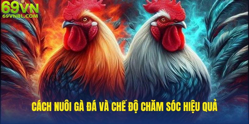 Cách nuôi gà đá và chế độ chăm sóc hiệu quả