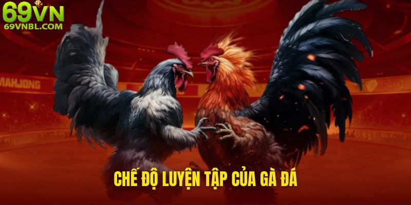 Chế độ luyện tập của gà đá