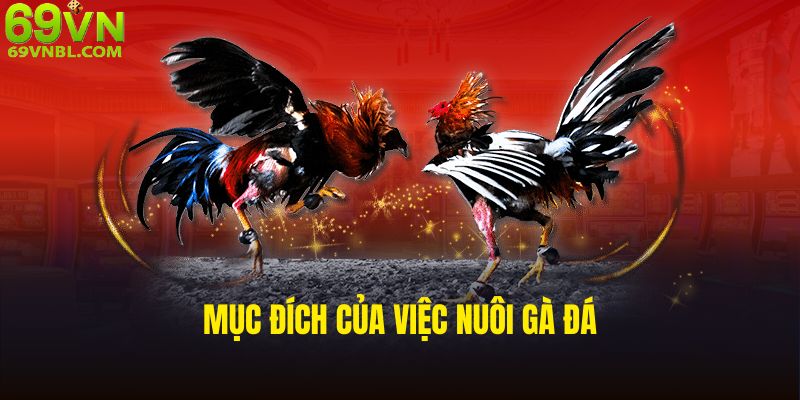 Mục đích của việc nuôi gà đá