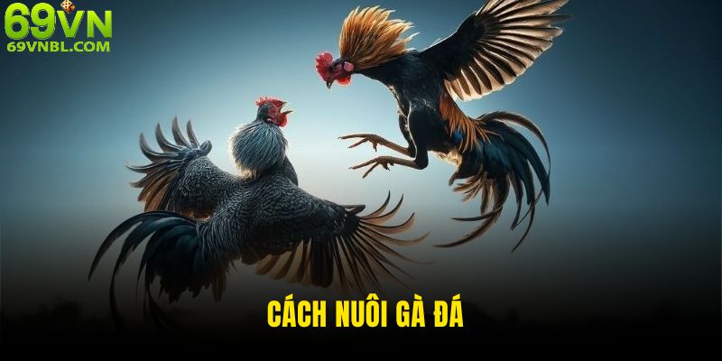 Cách nuôi gà đá