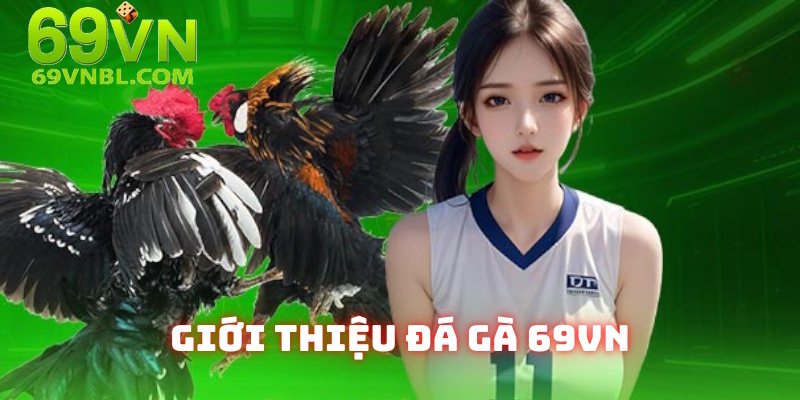 Sơ lược sảnh giải trí đá gà 69VN